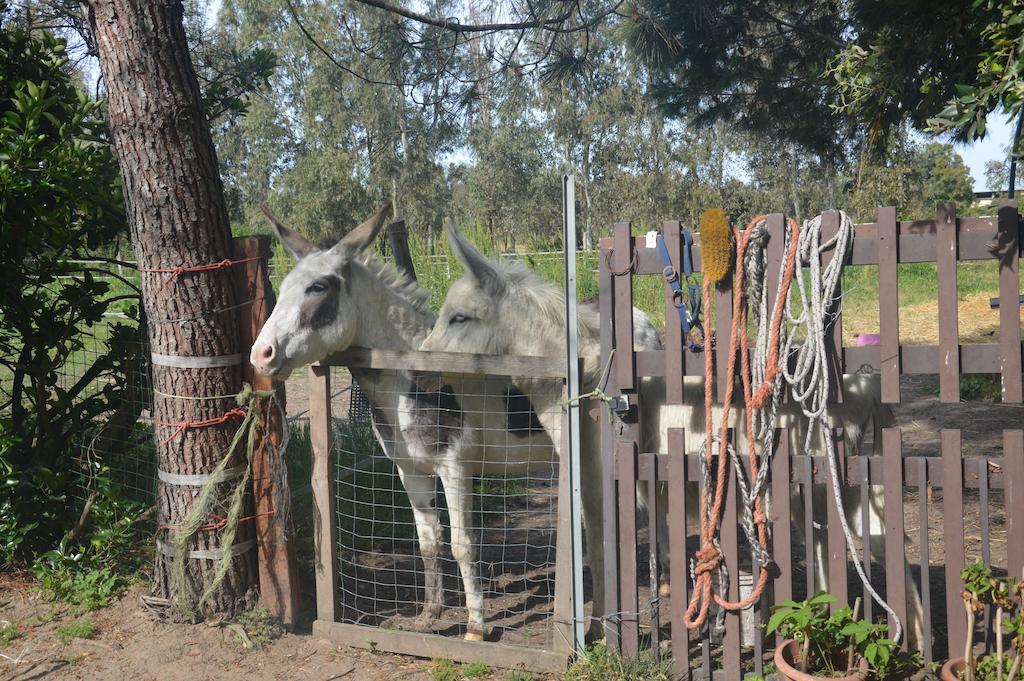 B&B Fra E Fe Arborea Dış mekan fotoğraf